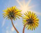 Washington State-Seabeck Dandelion blossoms and sunburst Art Print